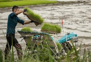 کشت برنج در ۶۷ هزار هکتار از شالیزار‌های مازندران