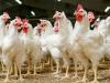 احیای ۱۳ مزرعه غیرفعال تولید مرغ مادر آرین 